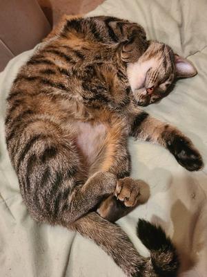 Alley Girl, adult, available for adoption