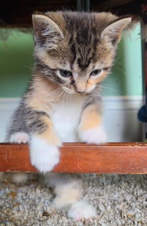 Calanthe, kitten, available for adoption