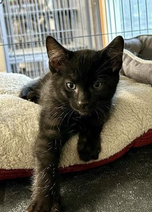 Chowder, young, available for adoption