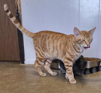 An orange tabby cat standing on a concrete floor, with its tail raised and tongue slightly out, near a metal food bowl.