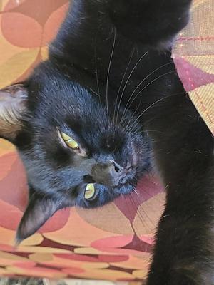 Biscuit, young, available for adoption