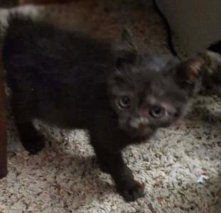 A small, fluffy black kitten standing on a speckled carpet.