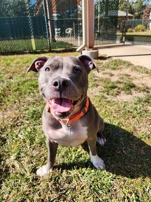 TIPPY, American Staffordshire Terrier, senior, available for adoption