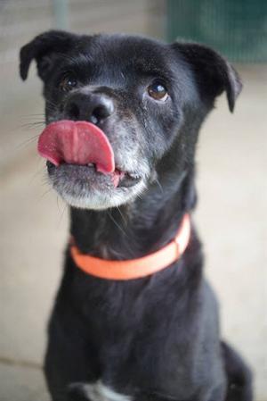 MAX, Labrador Retriever, senior, available for adoption