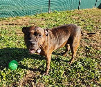 MARLEY, Pit Bull Terrier, adult, available for adoption
