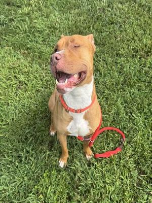 A brown and white dog with a red collar and leash, sitting on green grass with its mouth open and tongue out.