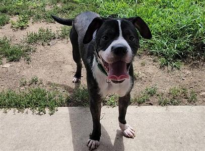THOR, Boxer / Labrador Retriever, young, available for adoption