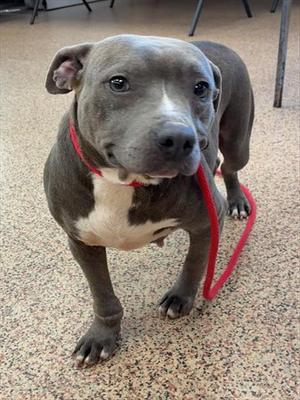PEACHES, Staffordshire Bull Terrier, adult, available for adoption