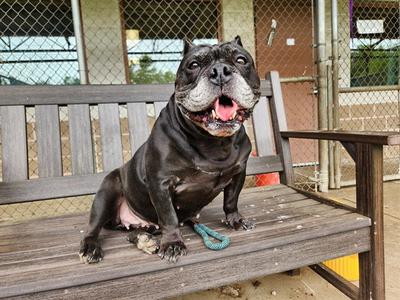 BERTHA, Bulldog / Pug, senior, available for adoption