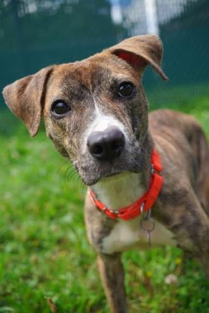 SQUEAKERS, Pit Bull Terrier, young, available for adoption
