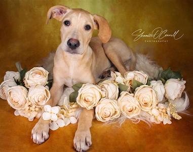ANDY BERNARD, Labrador Retriever, young, available for adoption