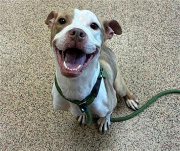 ZOEY, Pit Bull Terrier, adult, available for adoption