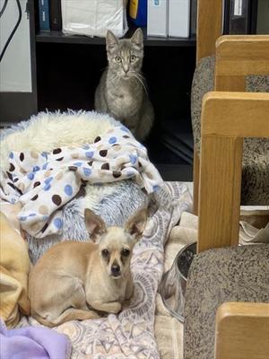 LOUISE, Chihuahua, adult, available for adoption