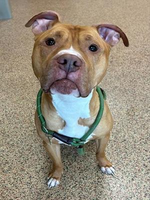 HOOCH, Pit Bull Terrier, adult, available for adoption