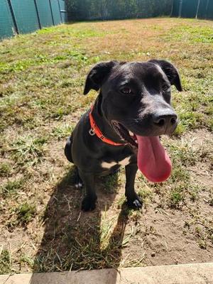 FUZZBALL, Labrador Retriever, young, available for adoption
