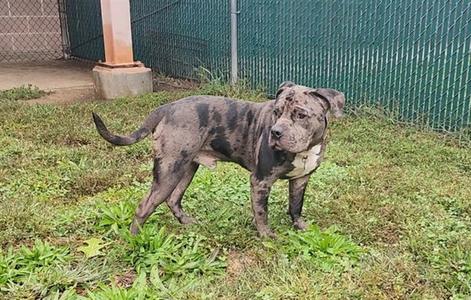 A blue merle pit bull dog standing on grass in front of a green fence.