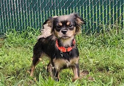 MORTICIA, Chihuahua / Cavalier King Charles Spaniel, adult, available for adoption