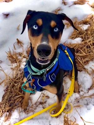 Apollo, Doberman Pinscher / Husky, adult, available for adoption
