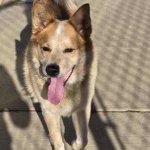 A brown and white dog with its tongue out, standing on a concrete surface.