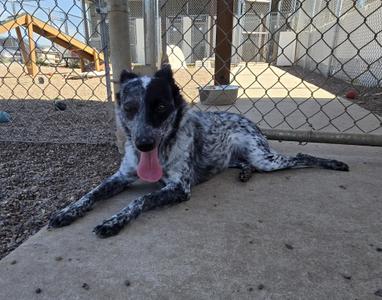 a black and white spotted dog lying on a concrete surface with its tongue out, behind a chain-link fence