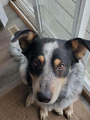 Marty, Australian Shepherd / Bluetick Coonhound, adult, available for adoption