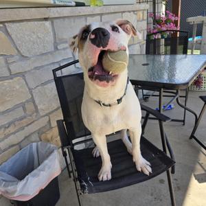 A white dog with a black nose and brown spots is sitting on a black chair, holding a tennis ball in its mouth. The dog is wearing a collar and appears to be in an outdoor setting with a stone wall and a table in the background.