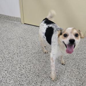 A black and white dog with a happy expression, standing on a speckled floor.