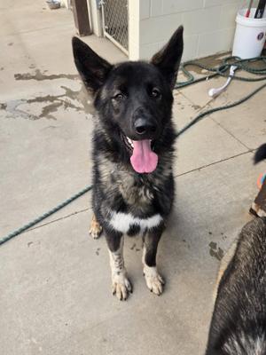 Clyde, German Shepherd Dog / Mixed Breed, young, available for adoption