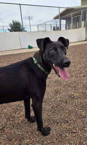 Mia, Black Labrador Retriever / Carolina Dog, young, available for adoption
