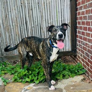 Banks 26-061, Hound, Plott, adult, available for adoption