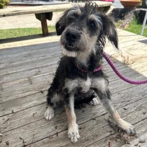 Lucy XXIV 26-080, Terrier, adult, available for adoption