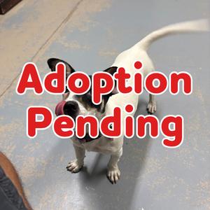 Wendy IV 26-090, Terrier, Jack Russell, adult, available for adoption