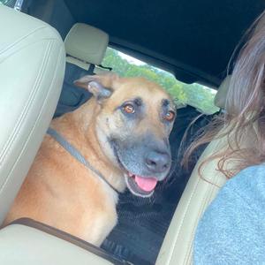 Frank IV 26-086, Shepherd, adult, available for adoption
