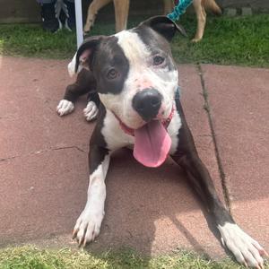 A black and white pit bull type dog lying on a red brick path with its tongue hanging out.