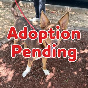 Brownie II 26-088, Shepherd, adult, available for adoption