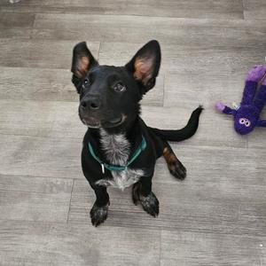A small, black dog with upright ears and a green collar sitting on a light-colored wooden floor next to a purple plush toy.