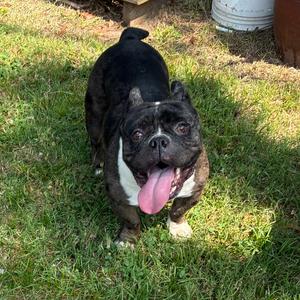 Zero II 26-054, Bulldog, adult, available for adoption