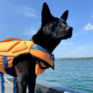 A black dog wearing an orange life vest stands on a boat on a sunny day with water in the background.