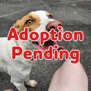 Cari 26-060, Hound, adult, available for adoption