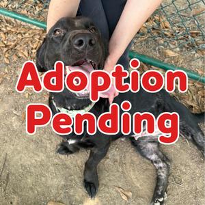 Marisol A.K.A Mari  26-087, Retriever, Black Labrador, adult, available for adoption