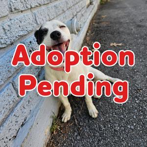 Erza 26-089, Terrier, Jack Russell, adult, available for adoption