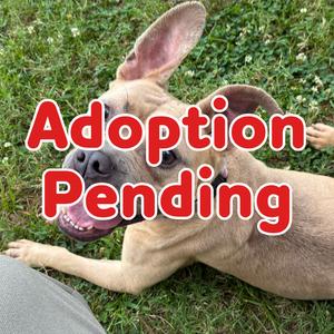 Cassiopeia 26-053, Terrier, Pit Bull, adult, available for adoption