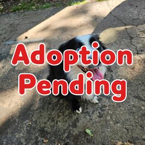 Stein 26-091, Shepherd, Australian, adult, available for adoption