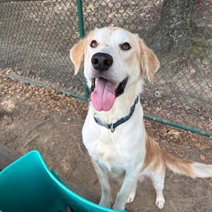 Buster 26-092, Retriever, Labrador, adult, available for adoption
