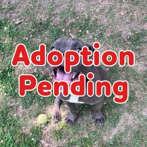 Calypso 26-041, Terrier, American Staffordshire, adult, available for adoption