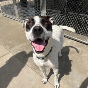 Louka 26-038, Terrier, Pit Bull, adult, available for adoption