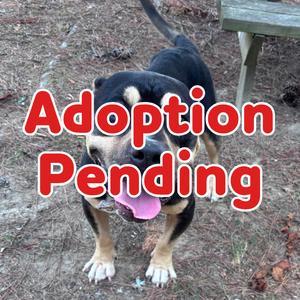 Shakespeare II  26-081, Terrier, Pit Bull, adult, available for adoption