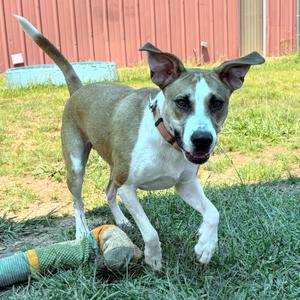 Utz 26-058, Hound, adult, available for adoption