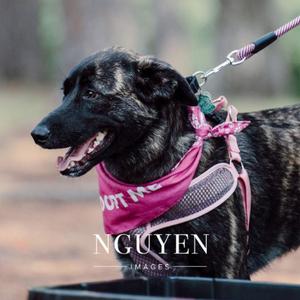 Bradley 23-107, Mountain Cur, adult, available for adoption