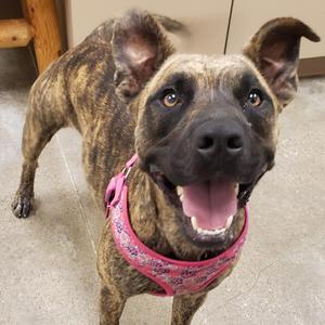 Lilo, Black Mouth Cur, adult, available for adoption